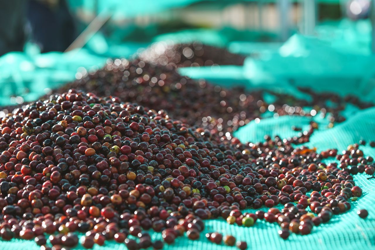 Rhoda Coffee Expansion