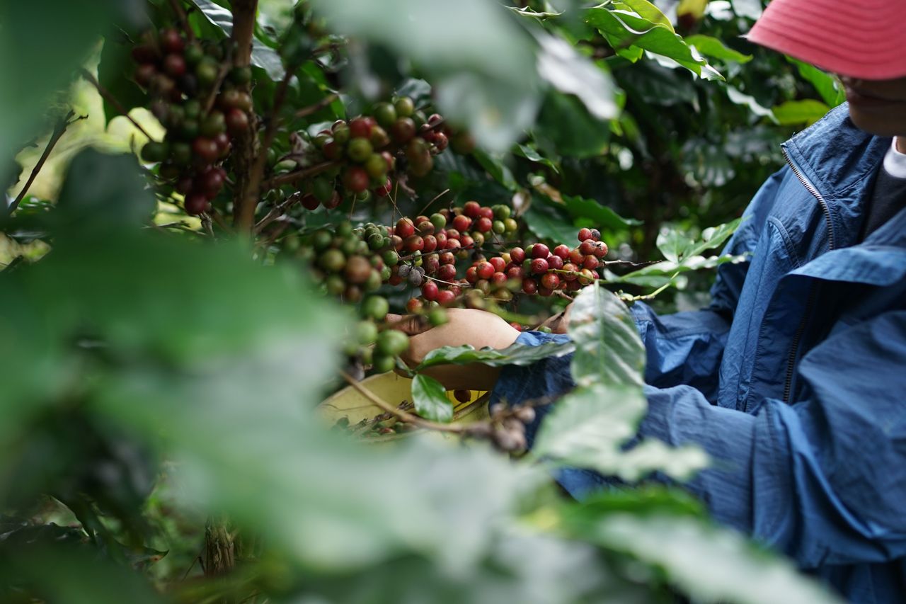 Rhoda Coffee Ltd