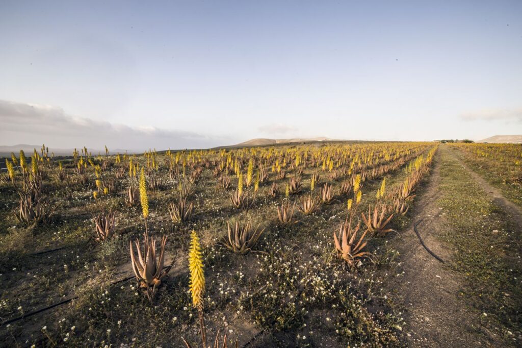 Pavega Pearl Aloe Vera Farm