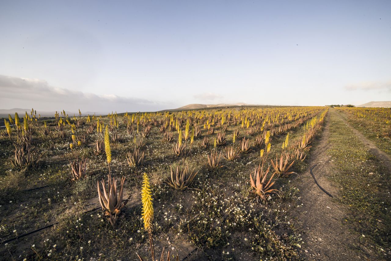 Pavega Pearl Aloe Vera Farm